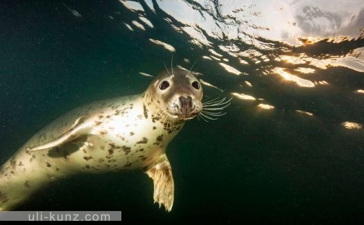 A grey seal approaches the camera